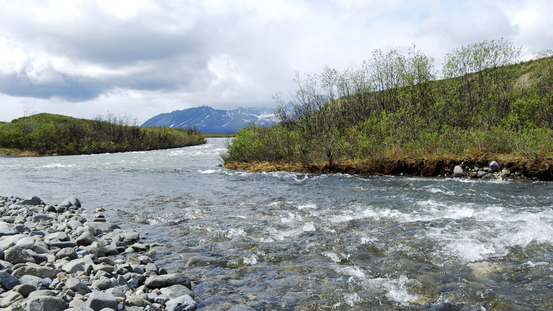 a rushing river with rocky shore in foreground, trees and distant mountain in background