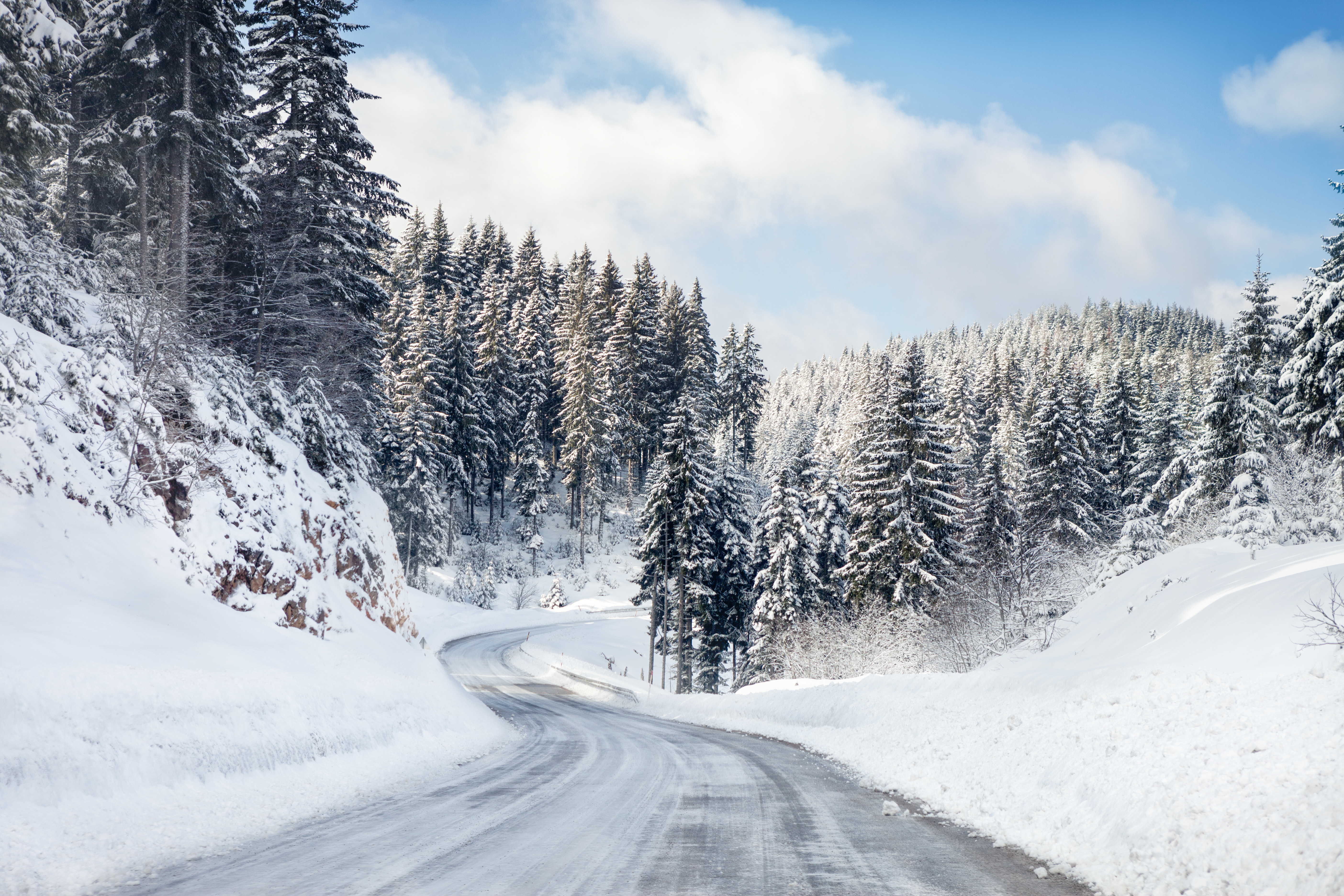 snowy road through trees